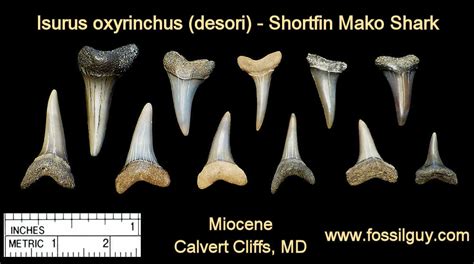 mako shark tooth identification.